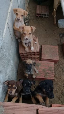 Minha amiga está doando