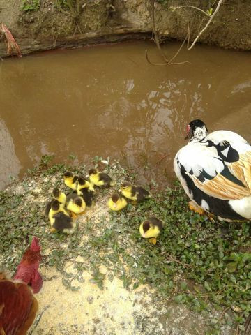 Filhotes de pato - Foto 3