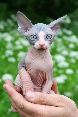 sphynx