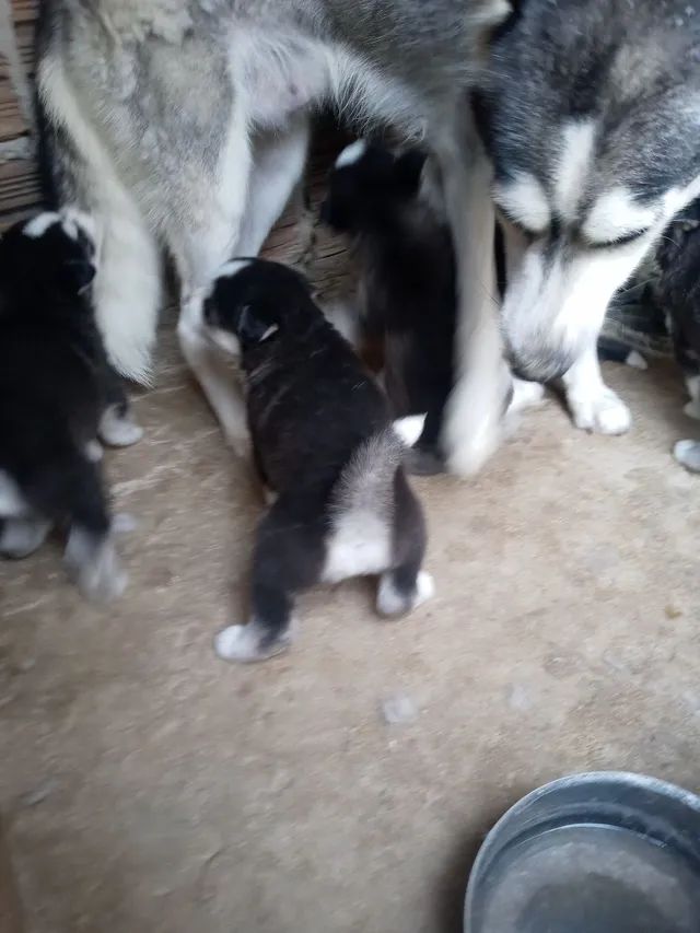 Husky siberiano com 2 meses