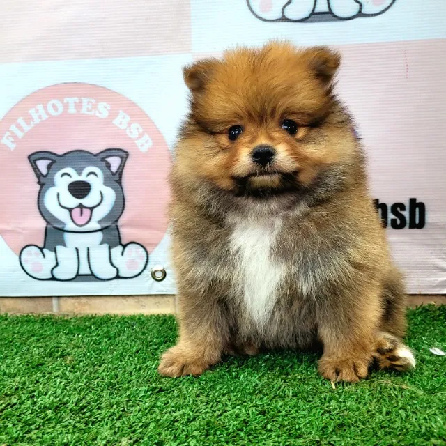 Spitz Alemão Lulu da Pomerânia Anão macho - Pedigree CBKC - 12x sem juros envio gratis