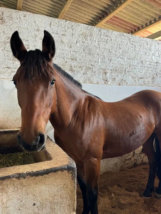 egua crioula  - Foto 5