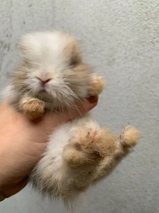 Mini Coelhos Lindos  - Foto 5