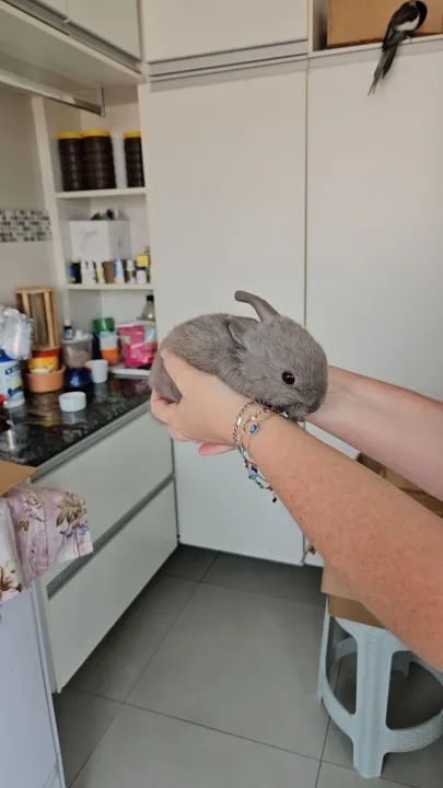Coelho mini anão  - Foto 6