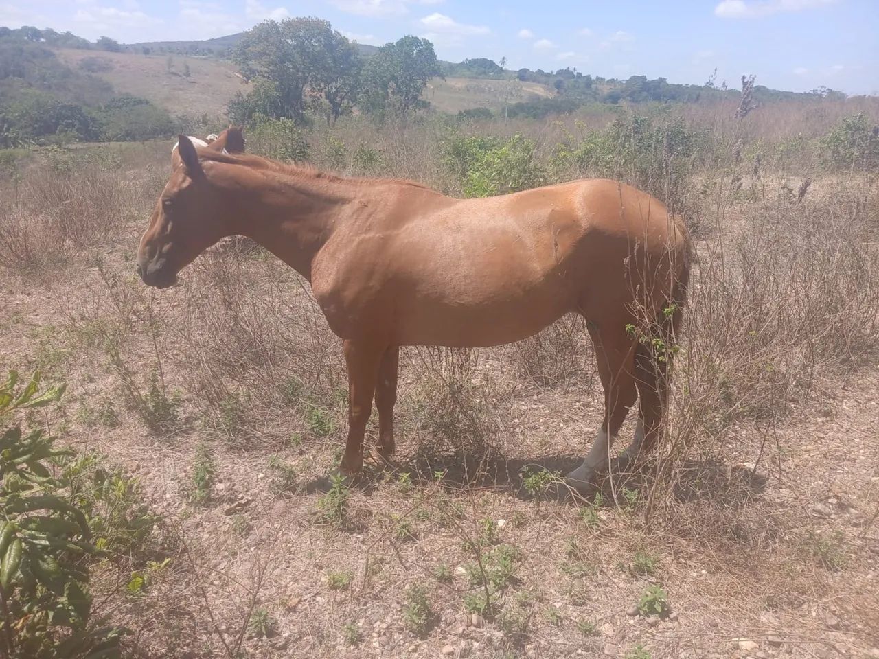 Égua quarto de milha (ler a descrição) - Foto 3
