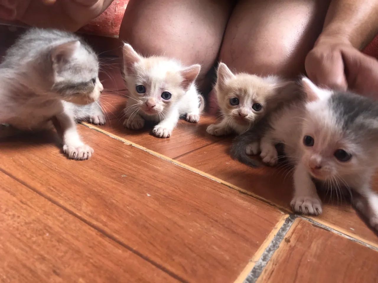 DOA-SE URGENTE  - Foto 3