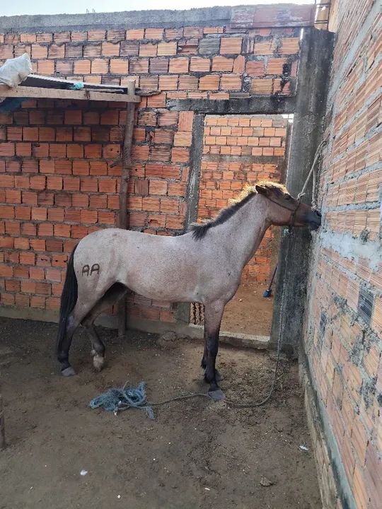 Potra Mangalarga Marchador