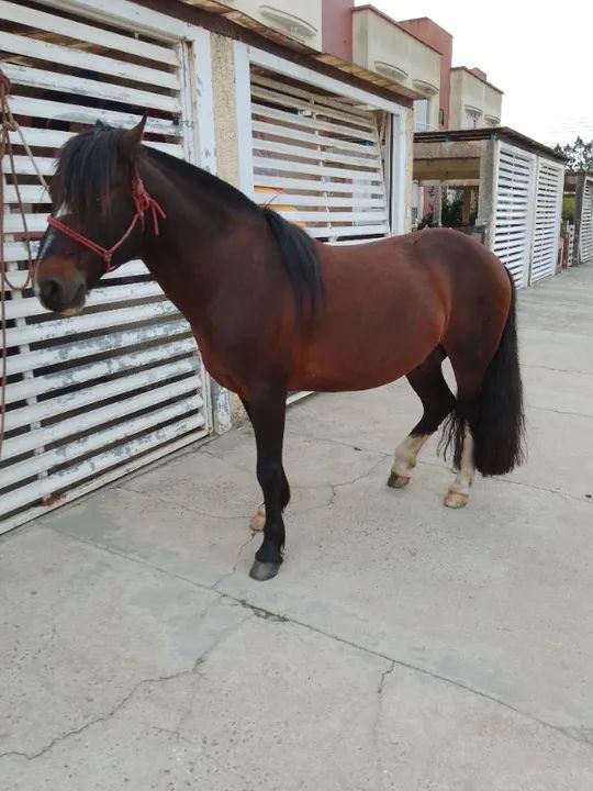 Cavalo crioulo
