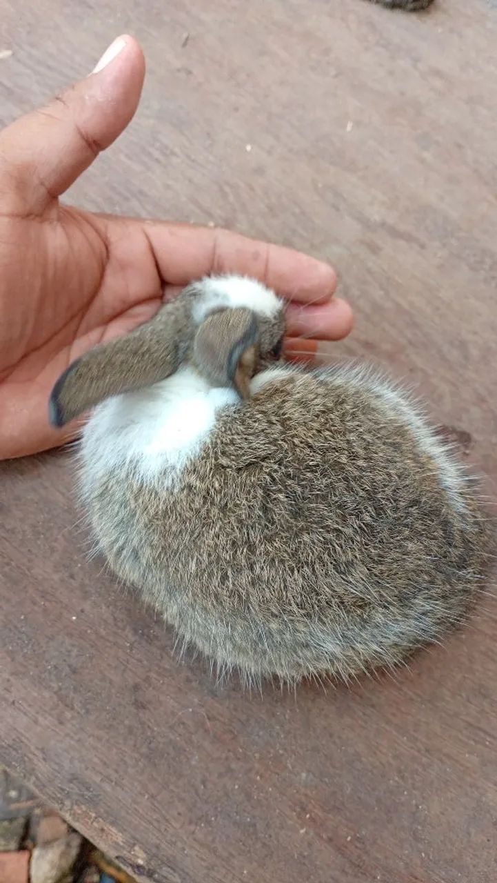 Rabbit64961612267651120