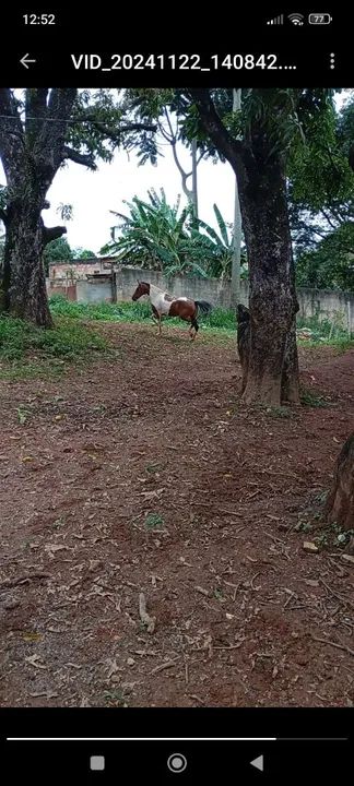 Égua PAMPA CASTANHA, A VENDA. - Foto 3