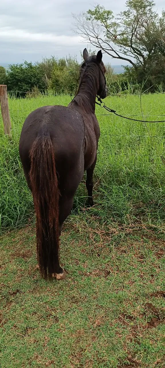 Cavalo