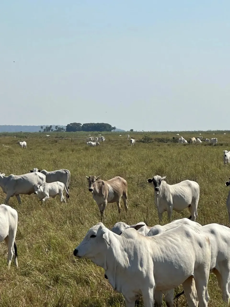 COD371- Fazenda 2.720Hectares  CORUMBÁ - Pantanal/MS