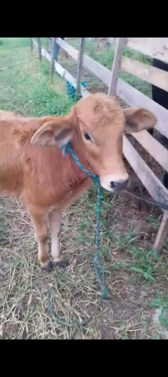 Bezerro Mestiço 6 meses