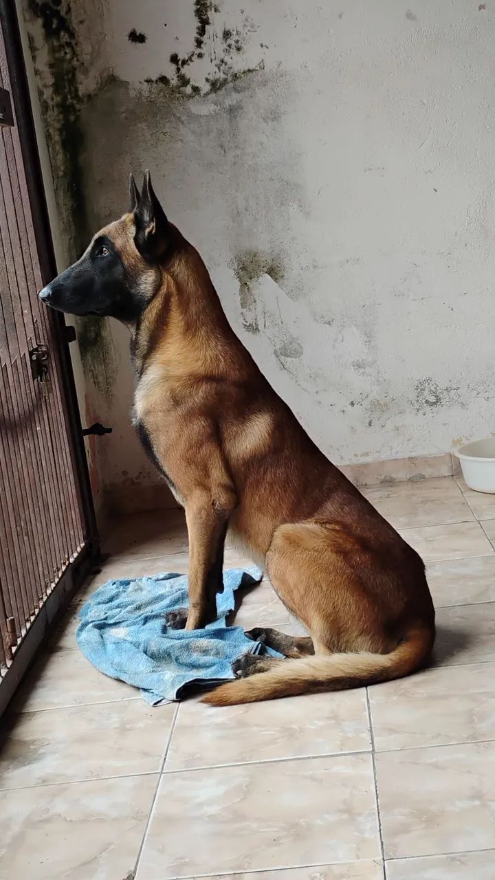 Cachorro Pastor Belga de Malinois  - Foto 3