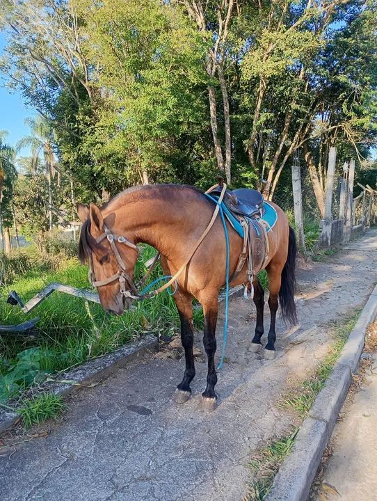 Cavalo campolina garanhão  - Foto 4