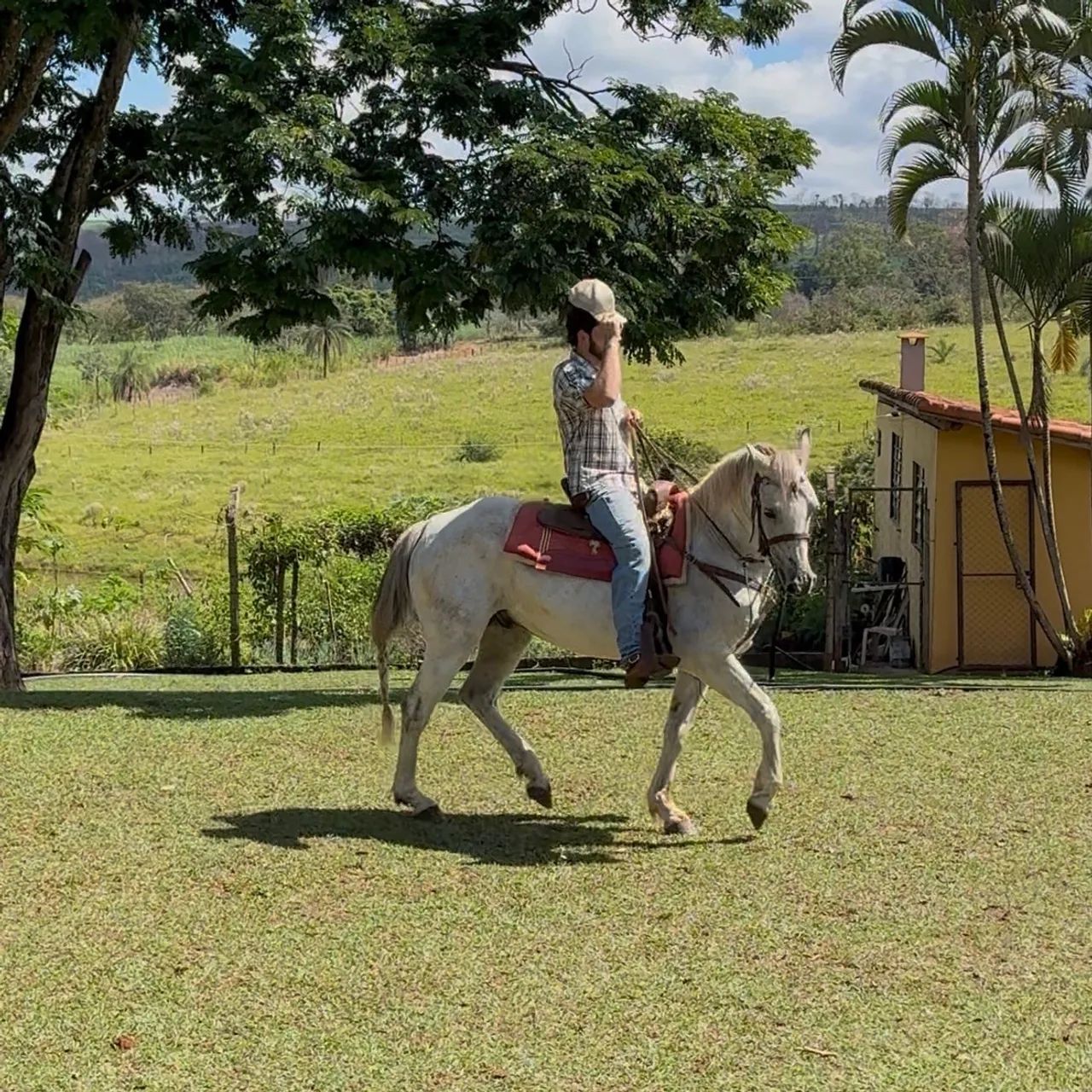 Cavalo Quarto de Milha  - Foto 2