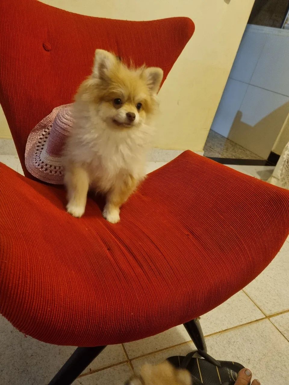 Spitzs Alemão anão fêmea  - Foto 2