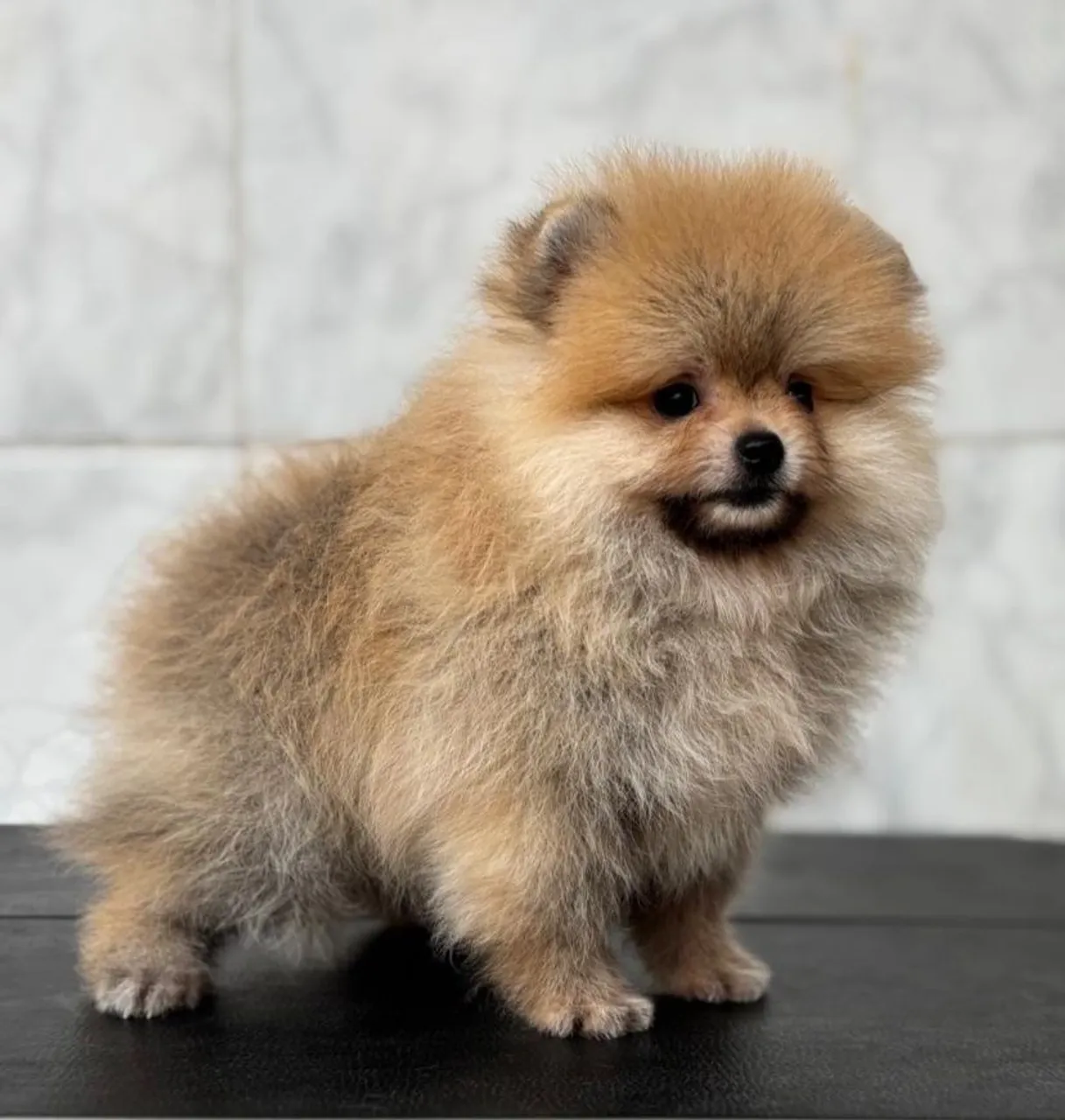 Filhote de Lulu da Pomerania - Uma fofura!