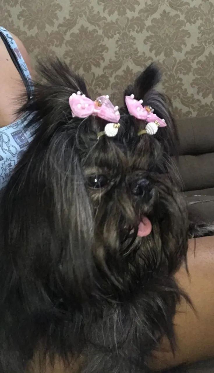 Filhote Shihtzu - Foto 5