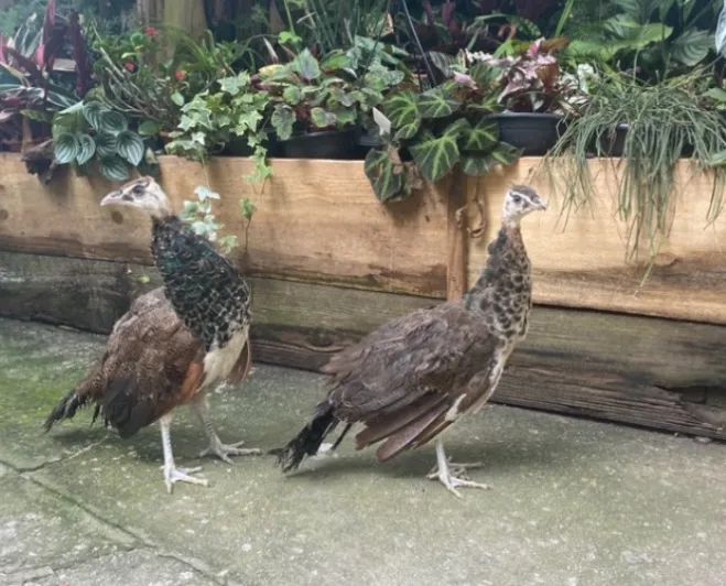 Galo e galinha, casal pavão para venda 