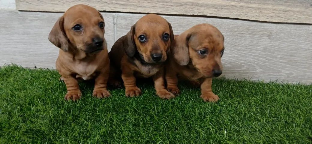 Dachshund...Basset anões...Legitimos . Fêmea e macho...Vacinados. ac. Cartão