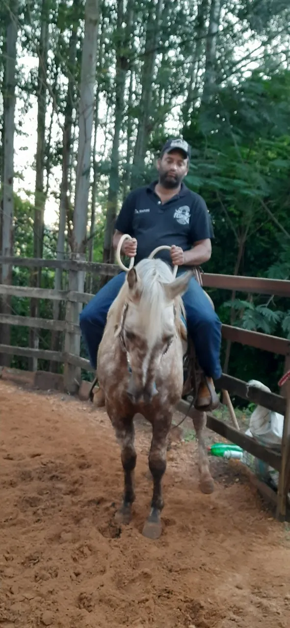 Égua baia