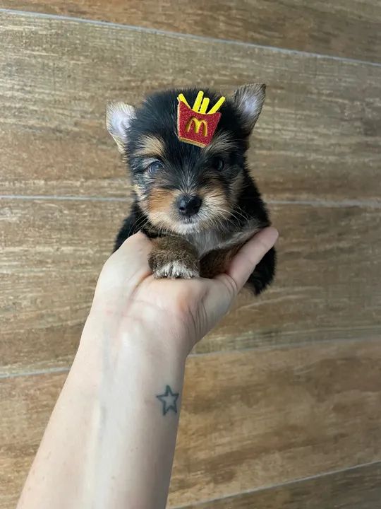 Yorkshire Terrier Filhotes machos e fêmeas  - Foto 4