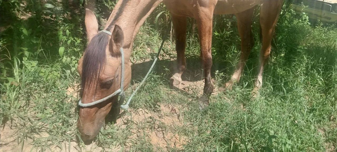 Egua super mansa - Foto 2