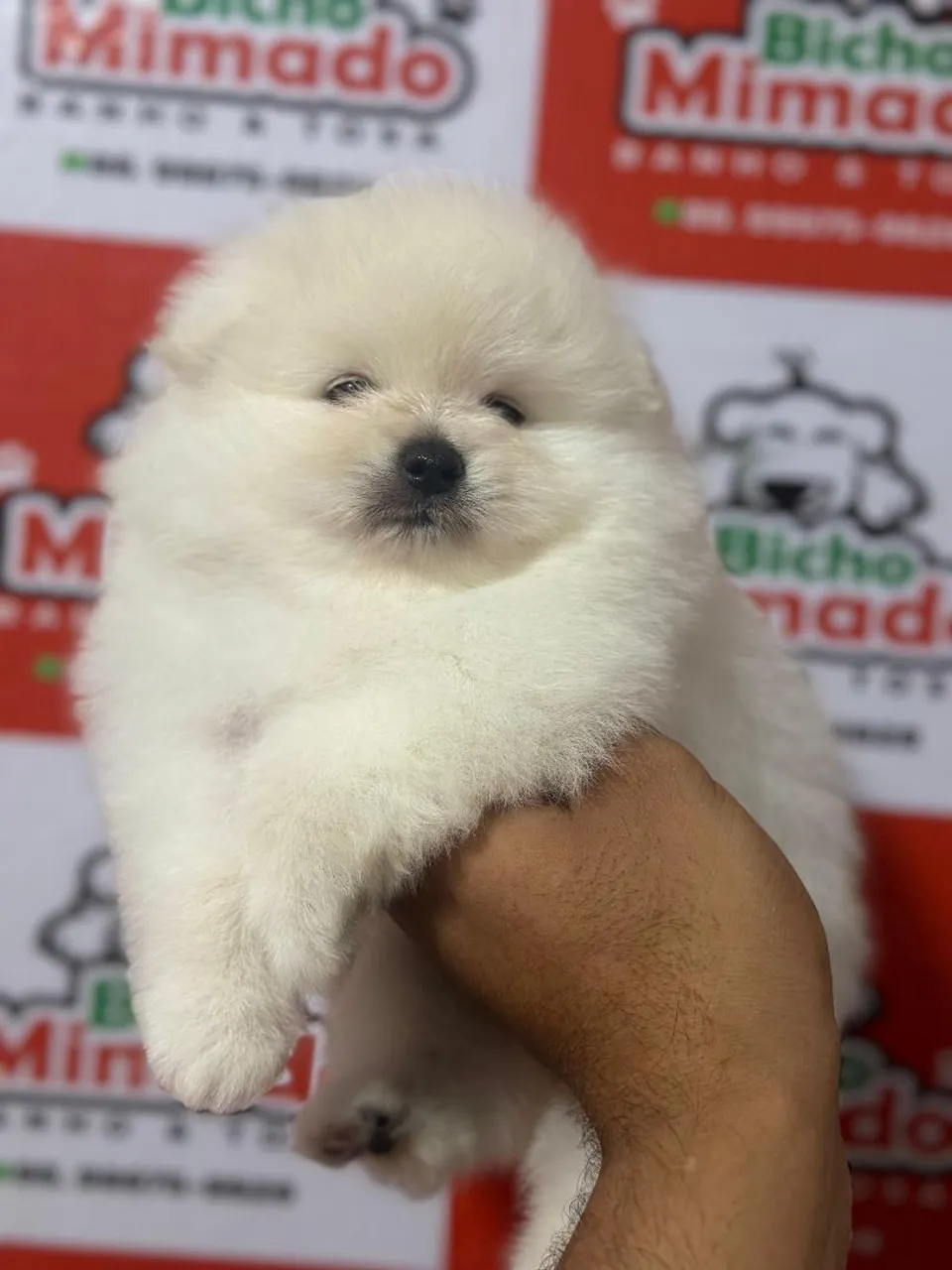 Filhote de Spitz Alemão (Lulu da Pomerânia) - Pelúcia!