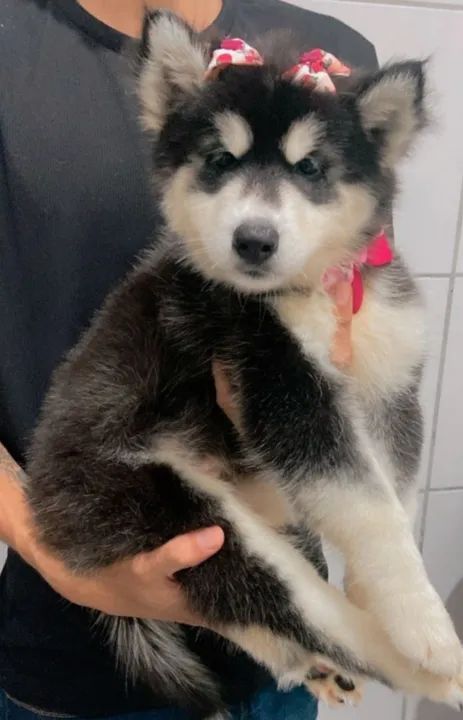 Husky siberiano fêmea  - Foto 5