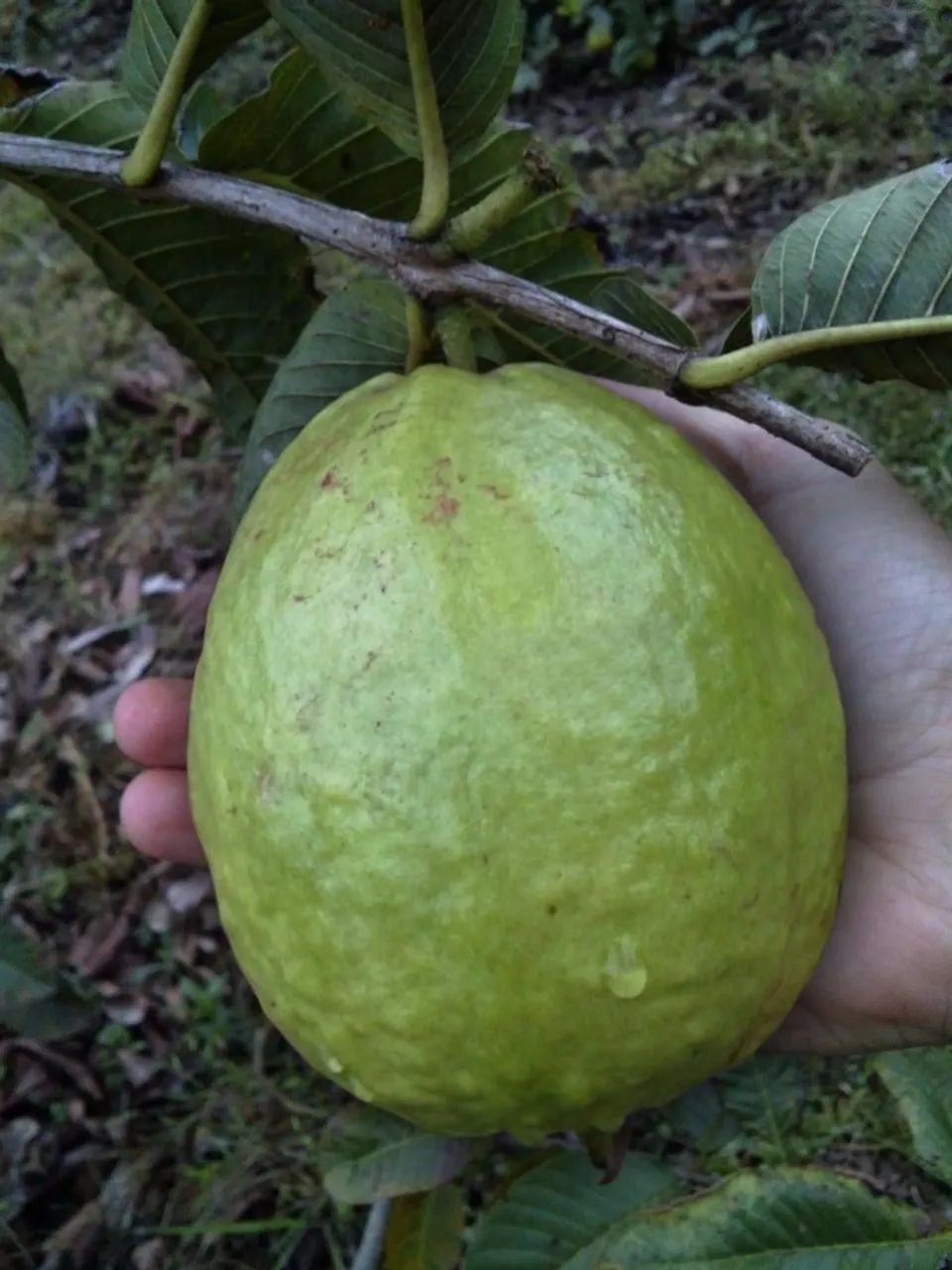 Mudas de Goiaba Tailandesa enxertada - Foto 3