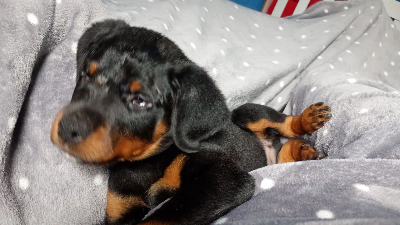 Filhote de Rottweiler 600 - Foto 5