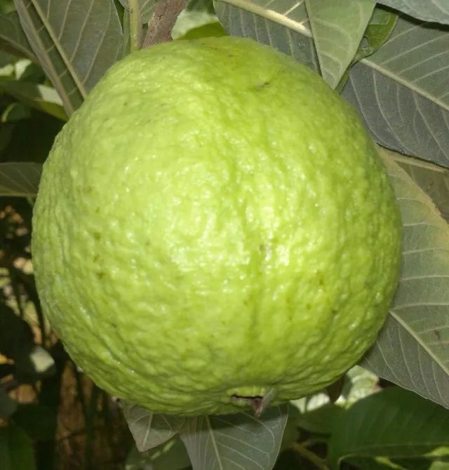 Mudas de Goiaba Tailandesa enxertada