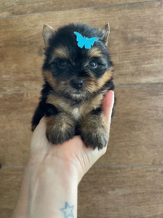 Yorkshire Terrier Filhotes machos e fêmeas  - Foto 2