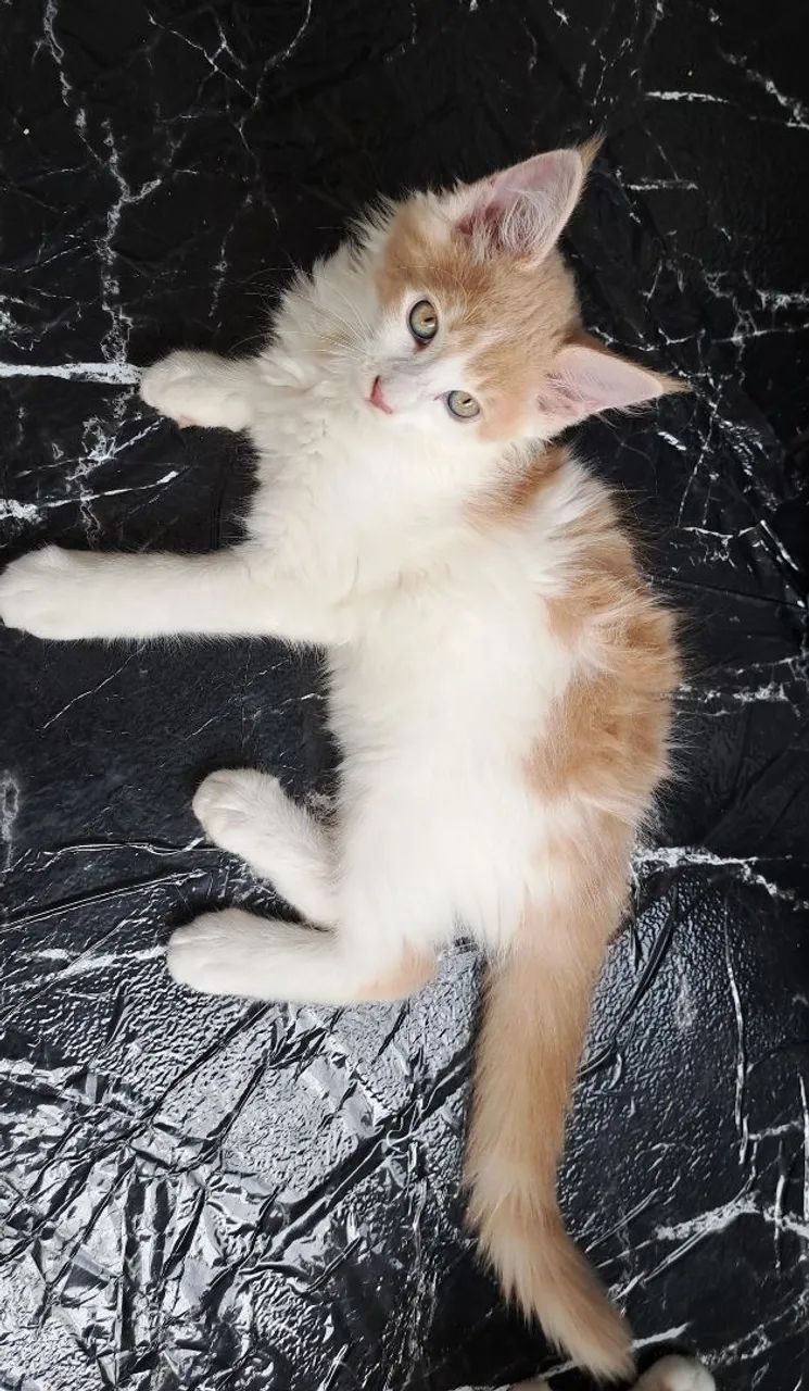 Gatinhos mainnecoon  - Foto 6