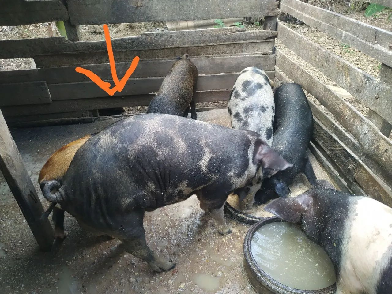 Porco inteiro grande.. novo  - Foto 4