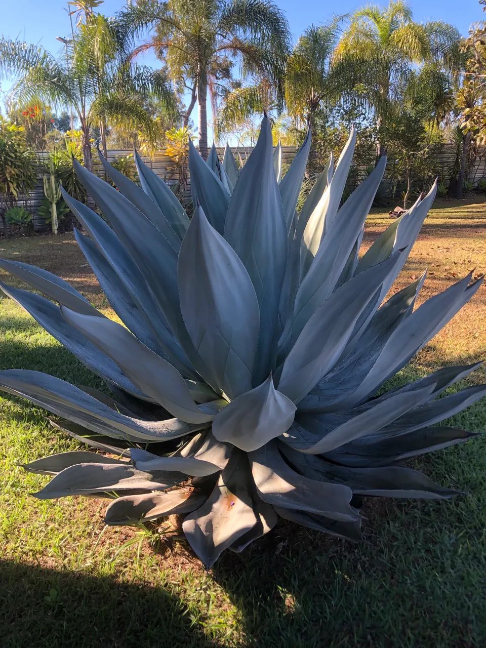 Mudas de Gávea Azul