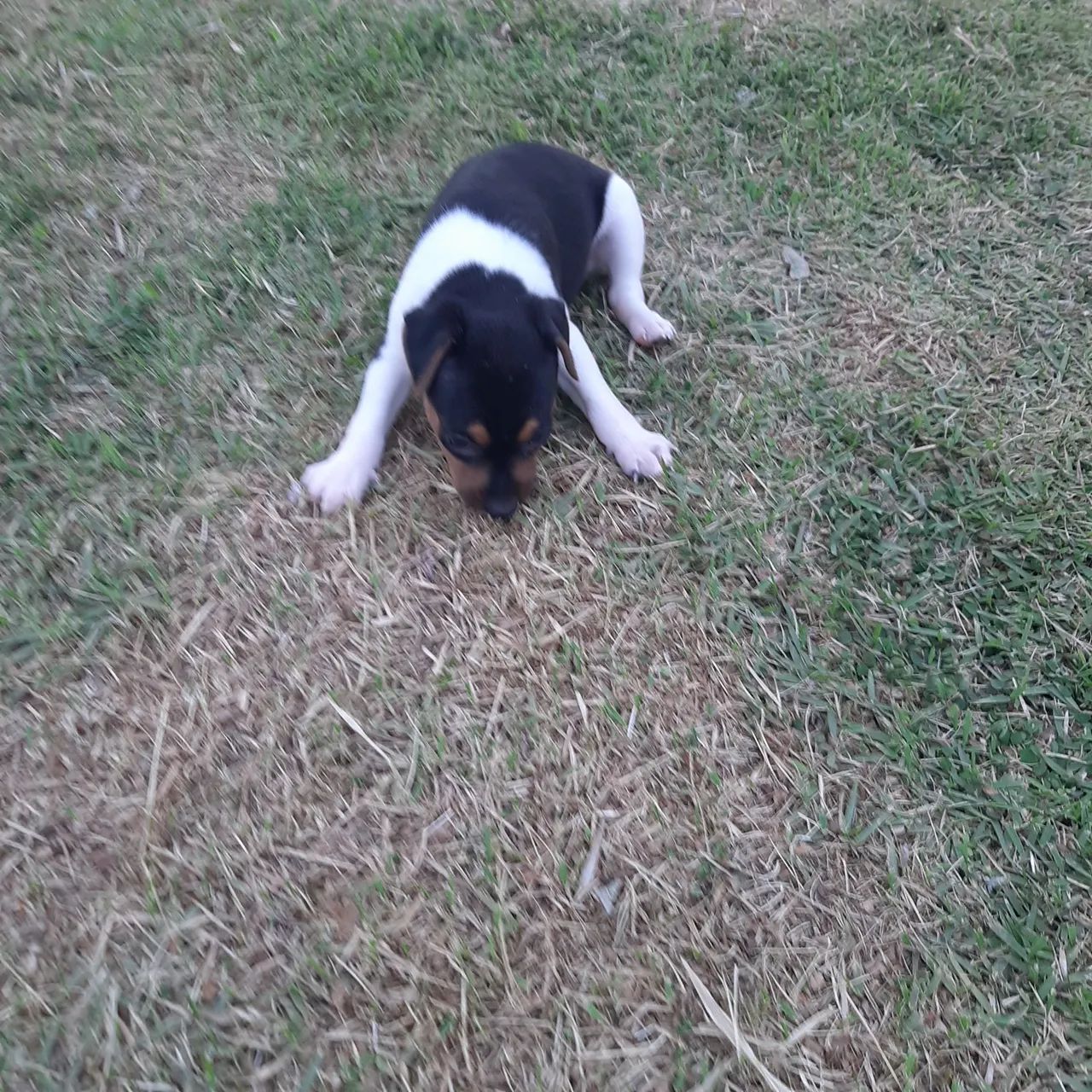 FOX PAULISTINHA ( TERRIER BRASILEIRO). MACHO E FÊMEA  - Foto 3