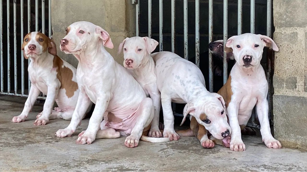 Filhotes de Pitbulls 