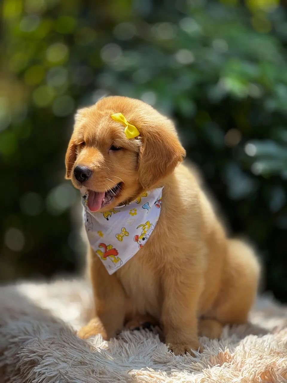 *golden retriever  - Foto 5