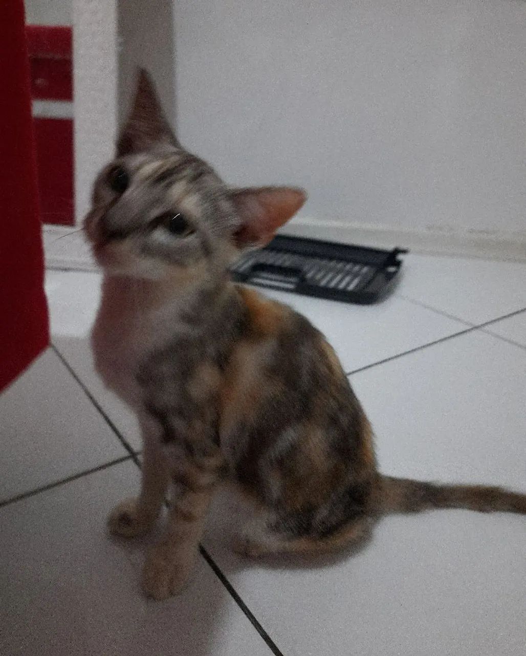 doação gatinha filhote - leia a descrição - Foto 4
