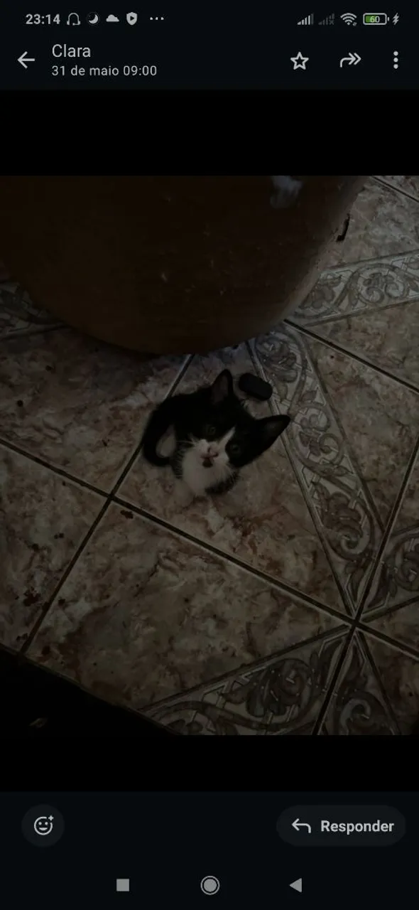 Gatinho filhote para adoção