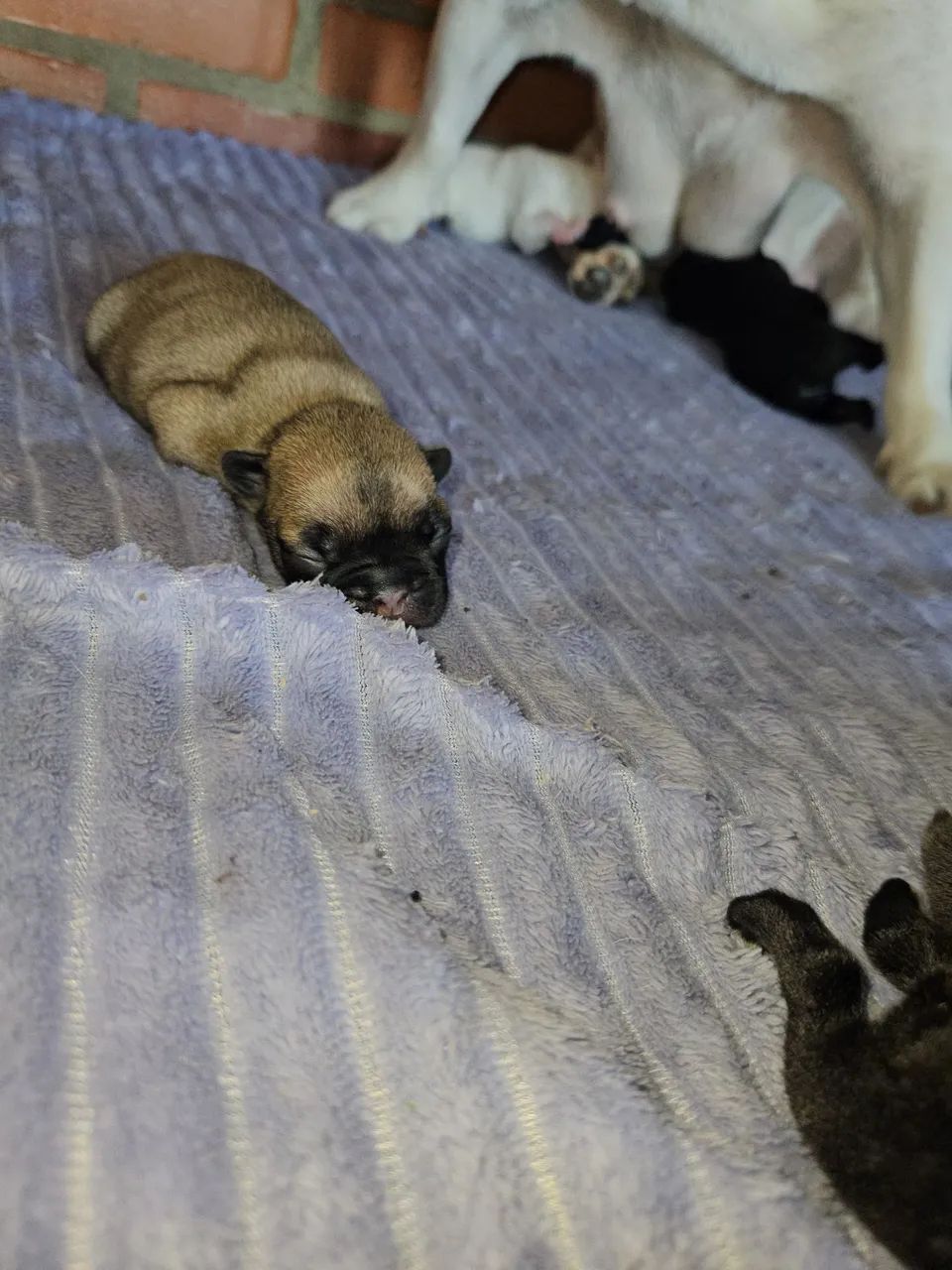 Filhotes de Bulldog Francês - Foto 3