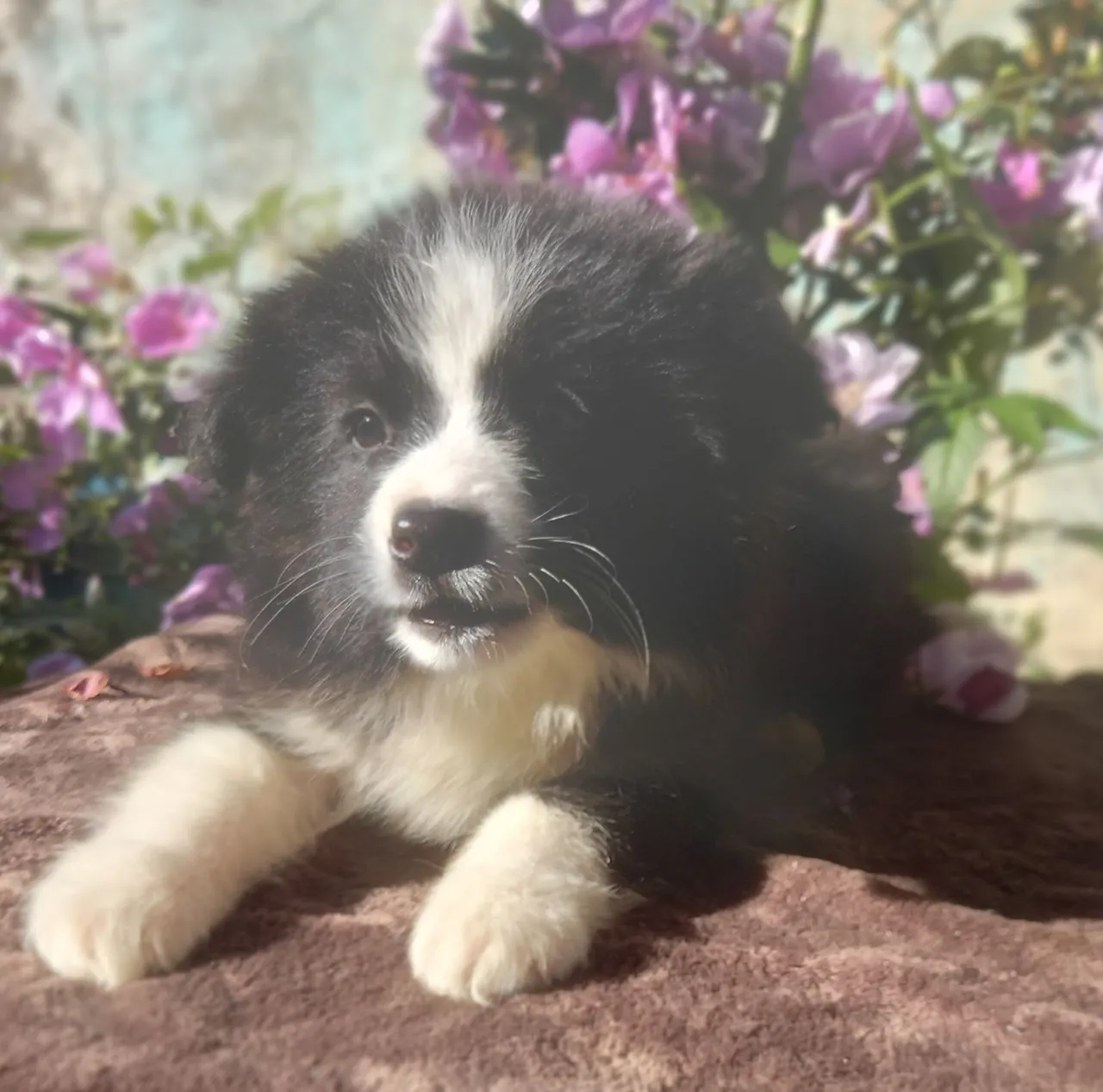Filhote de Border Collie