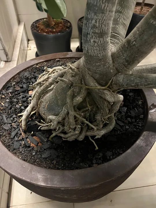 Rosa do Deserto Adulta 8 Anos - Foto 2