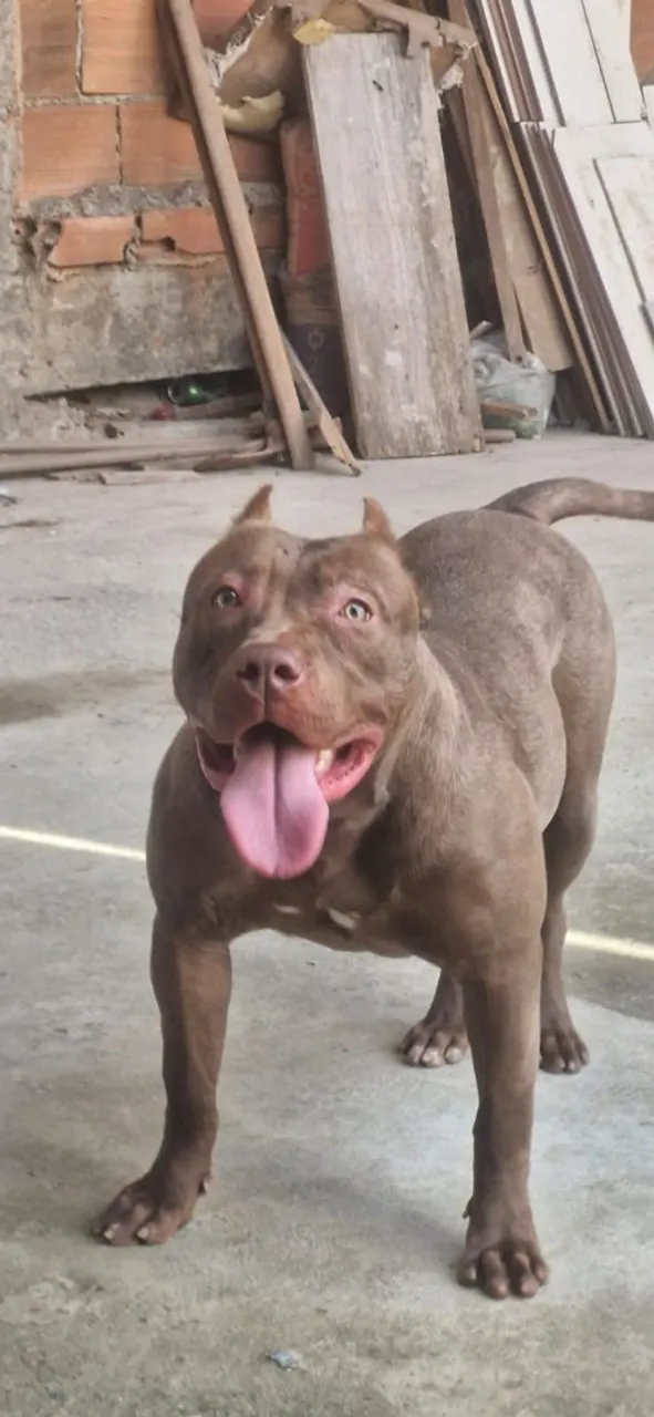 Fêmea 7meses Dócil