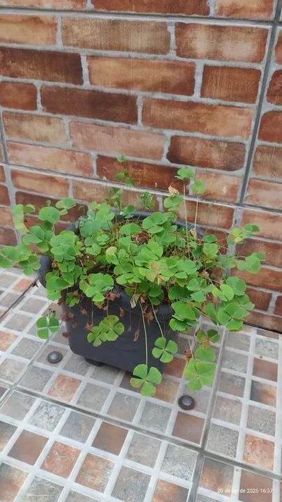 Vendo cactos ( leve 3 pague 2) ora pro nobis  - Foto 3