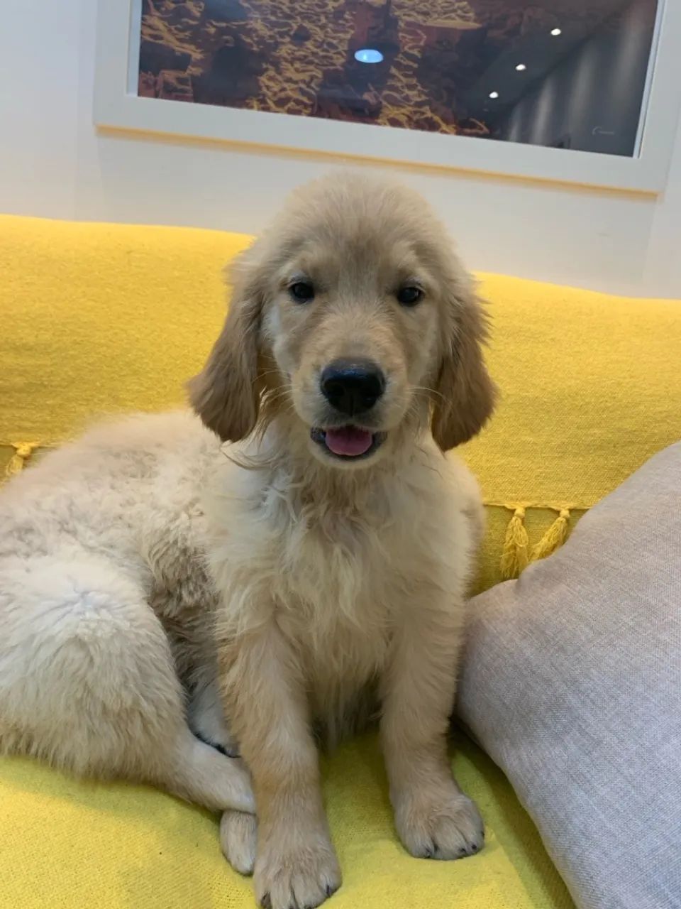 Filhote Golden Retriever - Fofo e Brincalhão - Foto 5