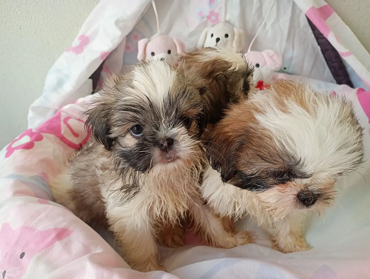 Filhotes Shih Tzu Lindos e Carinhosos