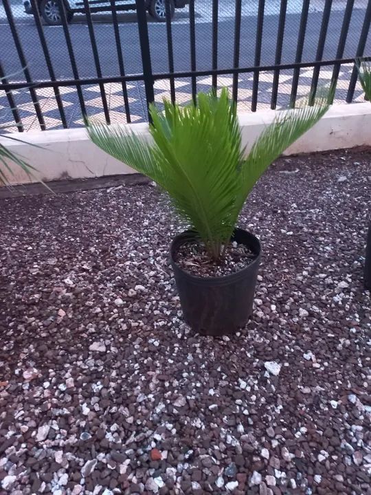 Fênix, cica, gabiroba, acerola, pitanga, nespera( ameixa amarela graúda )